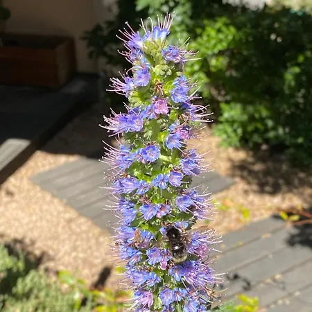 Hébergement de vacances Résidence Terra Théa Propriano (Corsica)
