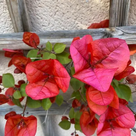 Résidence Terra Théa Hébergement de vacances *