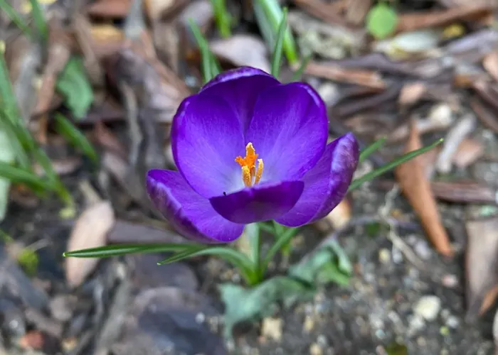 Terra Thea * Propriano (Corsica)