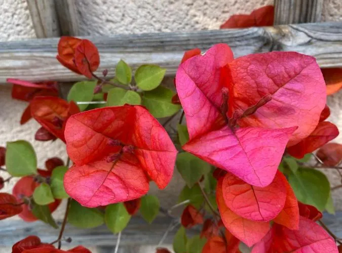 Terra Thea Ferienhaus *